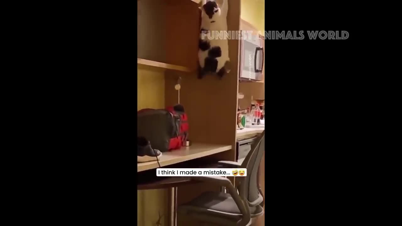 Animals