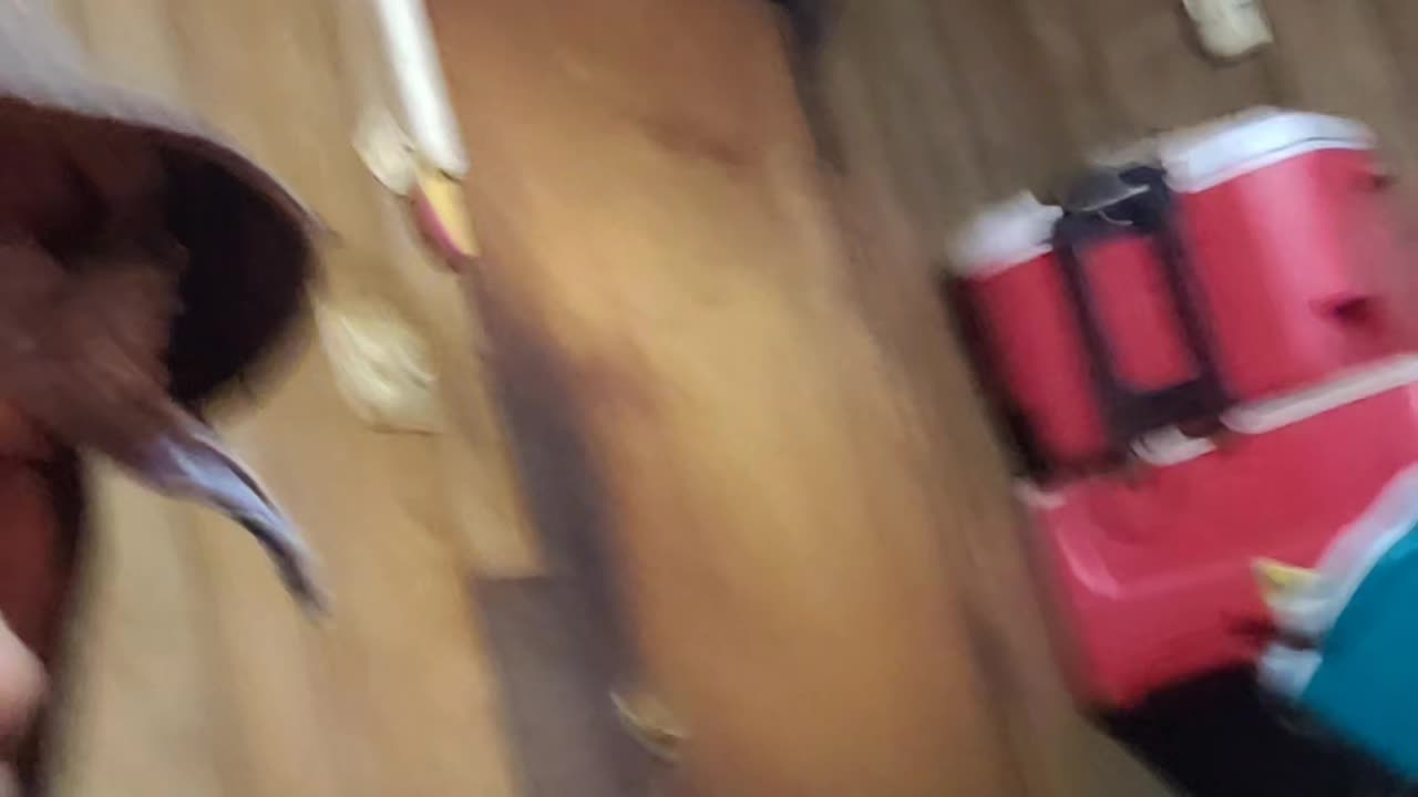 CARNIVORES💪🏾🔵