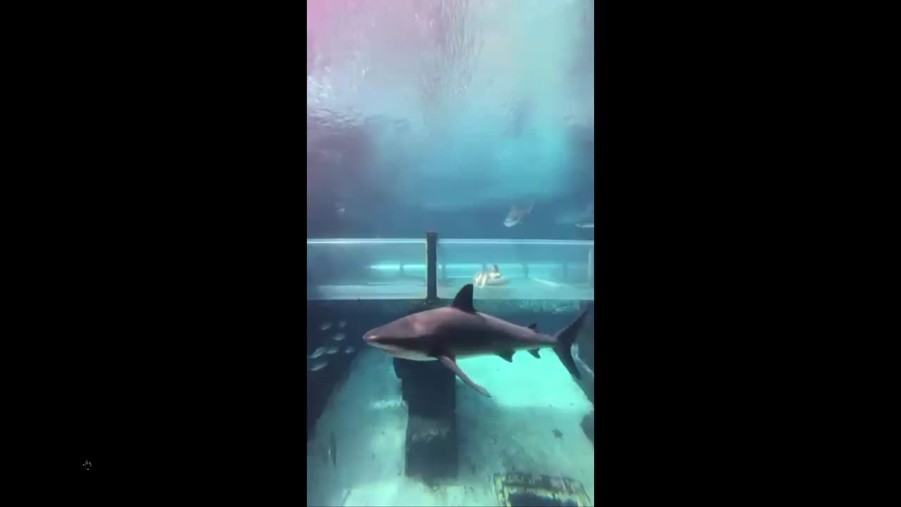 Surrounded by Sharks - the thrills - you can do it safely right here