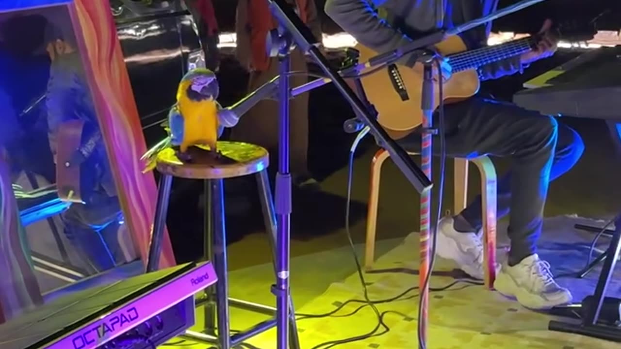 Did you ever hear a parrot sing like this? This bird is on another level!