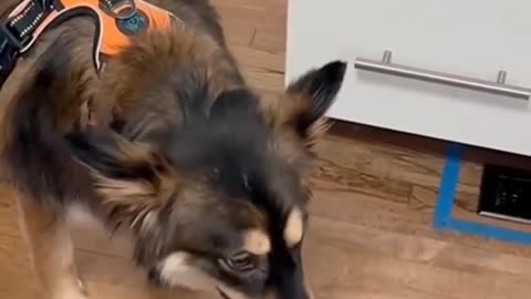 Dog's funny moments 😅