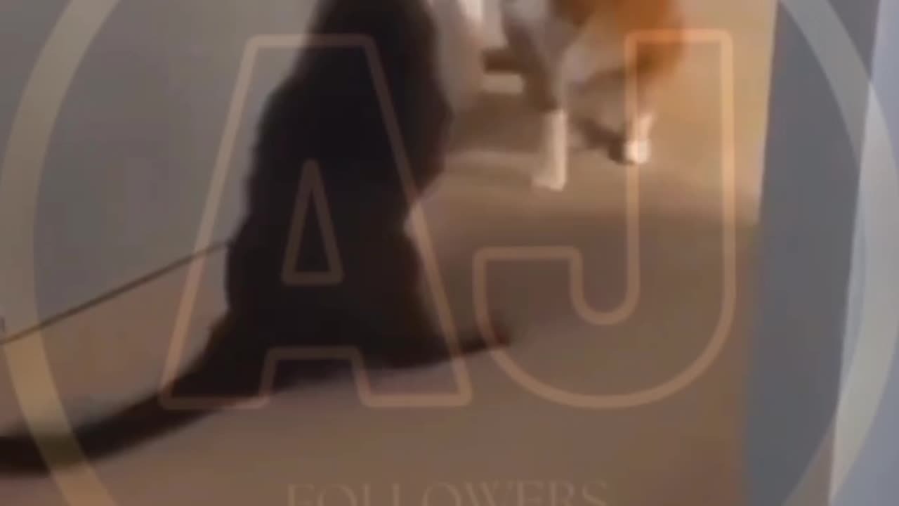 Funny animals video