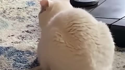 #17 "The Cat Who Thought He Could Catch the Fish... Watch What Happened!"