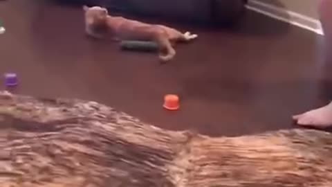Video of funny 😂 cat 🐈💞🥰