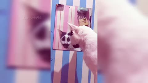 funny-dogs-and-cats-videos-youll-ever-see-new-funny-animals-videos-2025