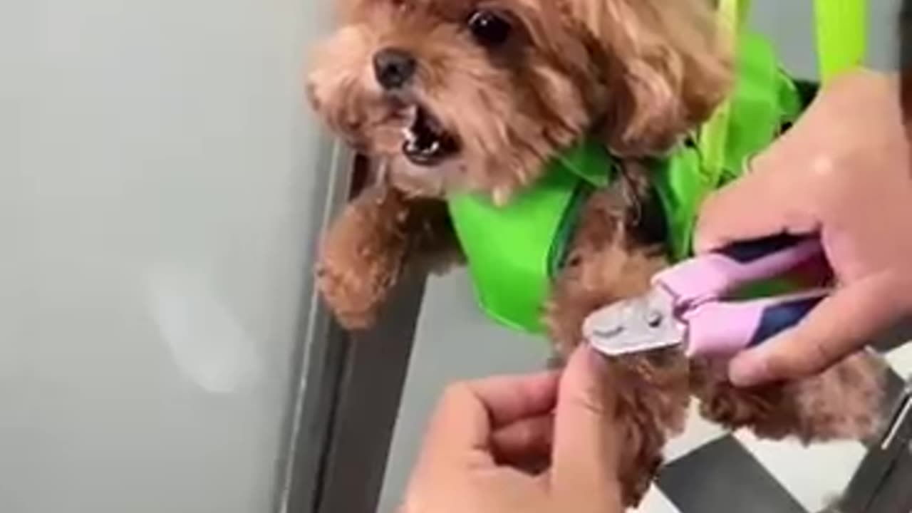Dogs are afraid of getting their nails cut. 🐾