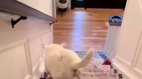 😂😹 Don't Laugh Challenge: Pet Edition 🐶🐾