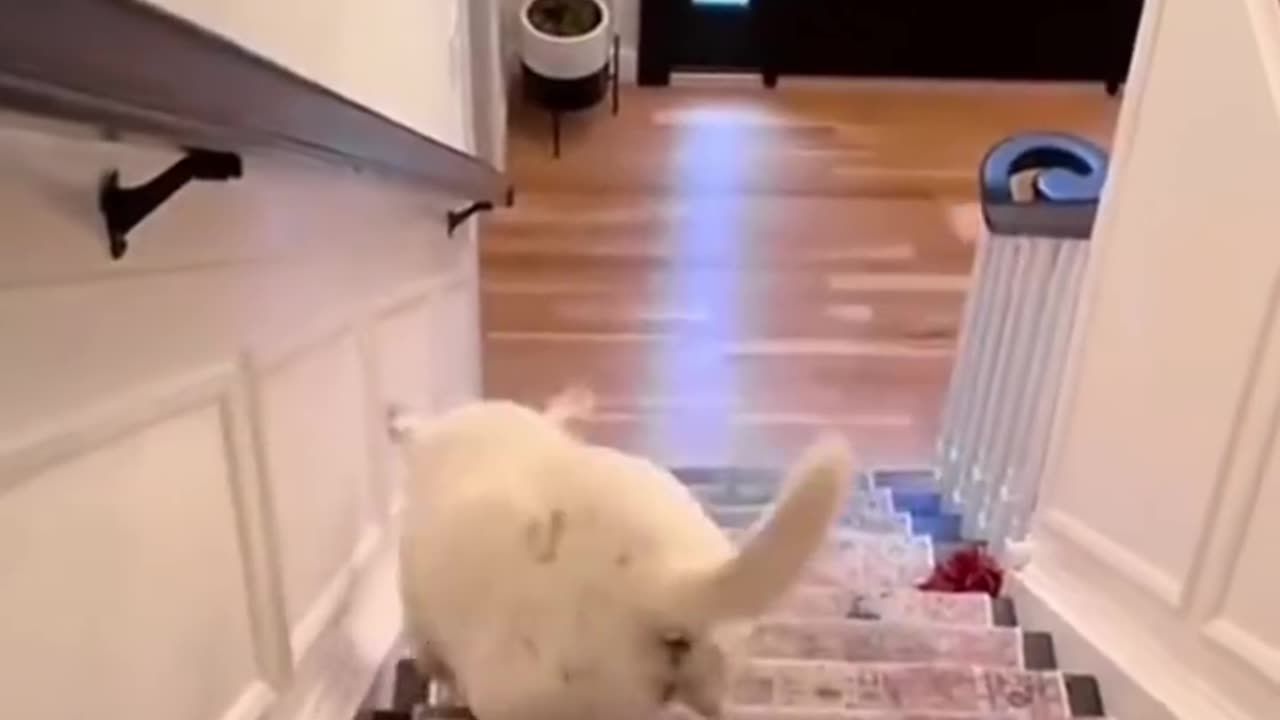 😂😹 Don't Laugh Challenge: Pet Edition 🐶🐾