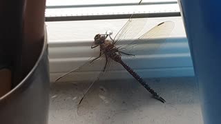 What Kind of Dragonfly is this?