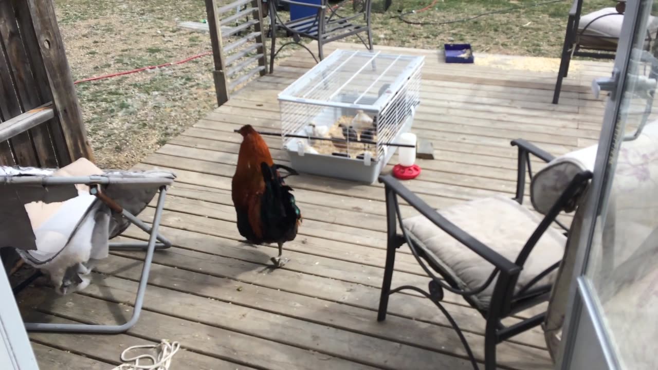 Roo