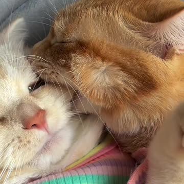 The cat is a hooligan