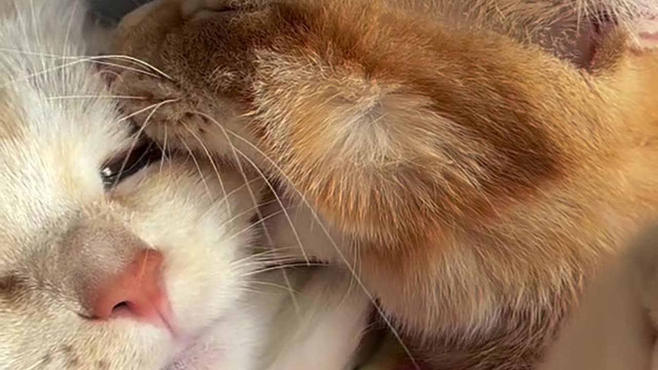 The cat is a hooligan