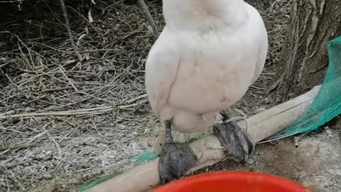 "Water Crow Quickly Swallows a Fish!"