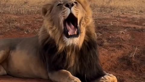 If you are watching this video, know that God has made you the guardian angel of a hungry cat.