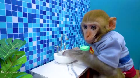 Monkey