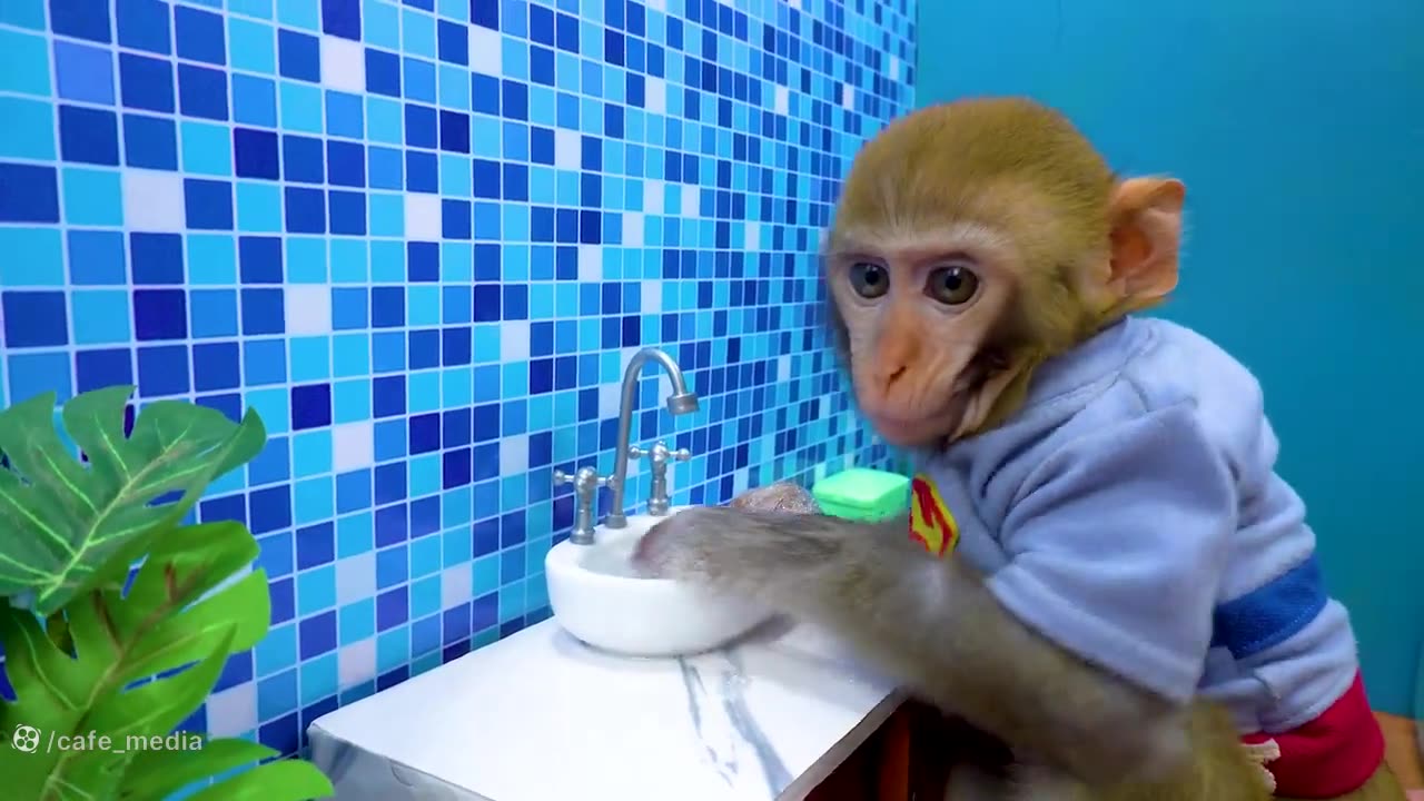 Monkey