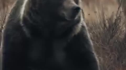 "Experience the ULTIMATE Jungle Life: Meet the Most Epic Animal Adventures! 🦅🦁🫎🐶🐯"