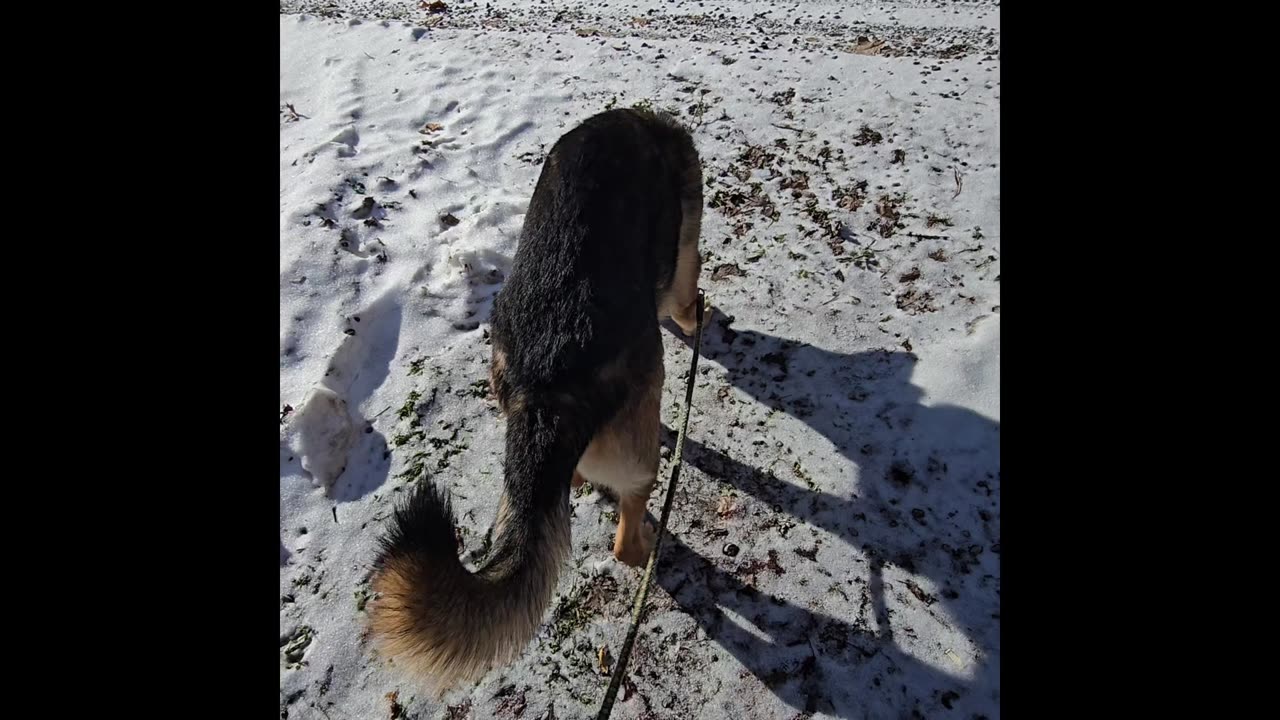 Virgil german shepherd.