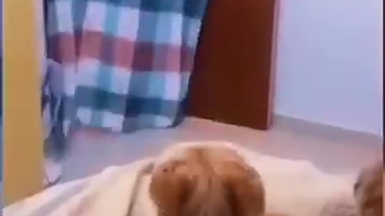 funny animals videos