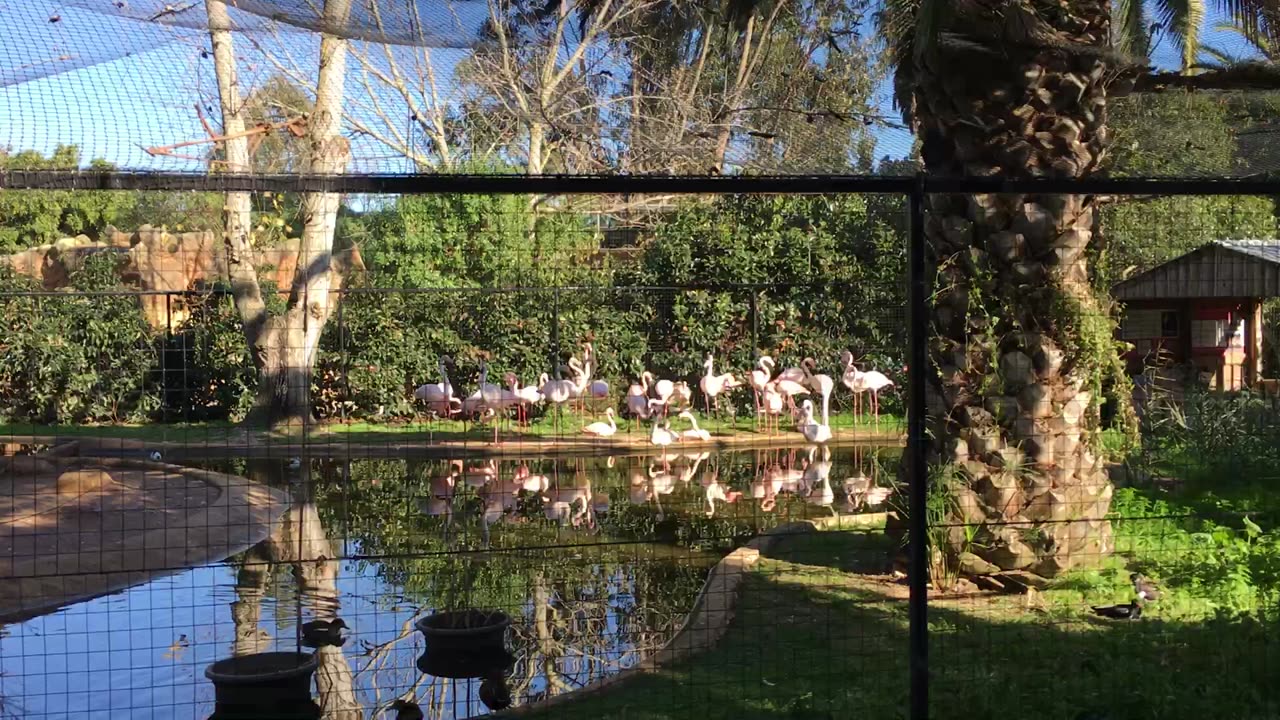 Lagos Zoo (Algarve, Portugal) 15