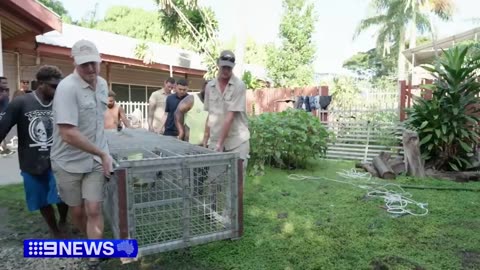 International rescue mission to save saltwater crocodiles | sunmax966