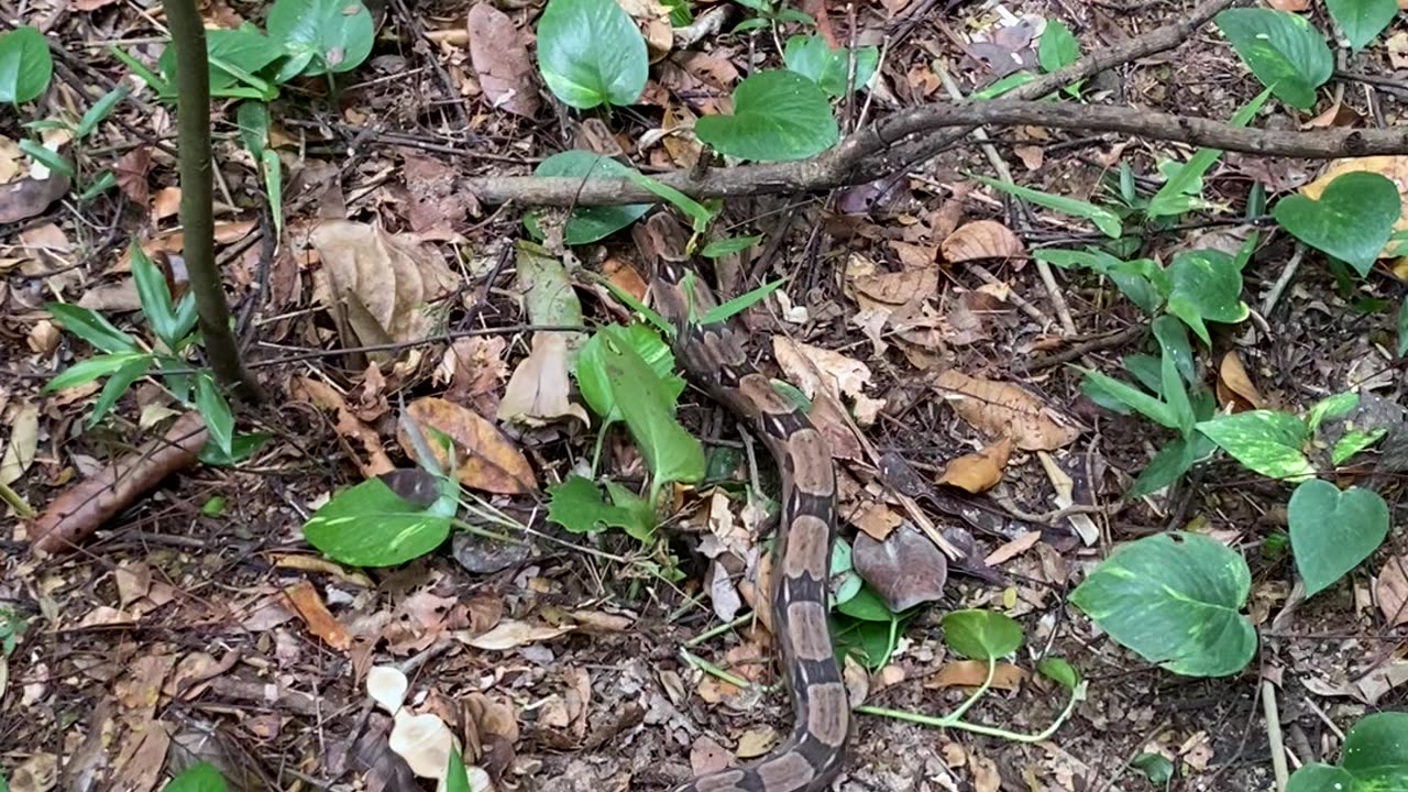 Snake Slithers a Bit Too Close for Comfort