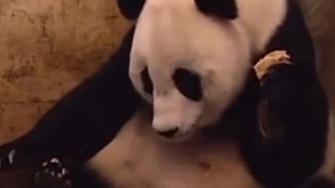 Baby Panda's Surprise Sneeze Startles Mom: A Heartwarming Moment of Panda Parenthood
