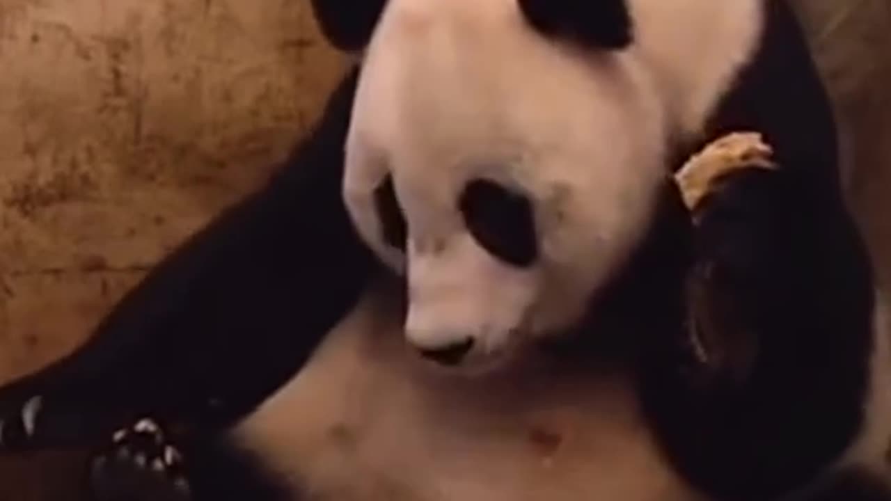 Baby Panda's Surprise Sneeze Startles Mom: A Heartwarming Moment of Panda Parenthood
