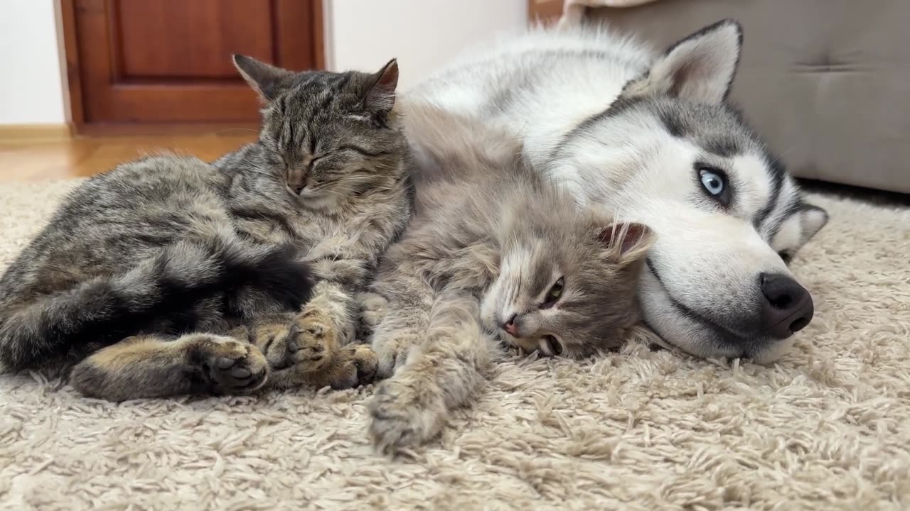 Giant Husky Babysits His Cute Kittens [CUTEST REACTION EVER_