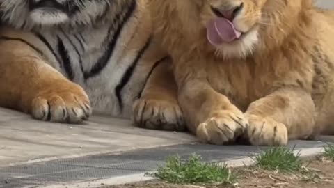Lion and Tiger Love