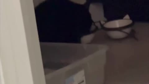 Cute Precious Piper Drinks from Her Water Bowl - Adopting a Cat from a Shelter Vlog #shorts