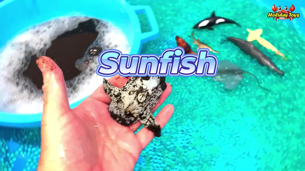 Sunfish Looking for Coral to Have Fun