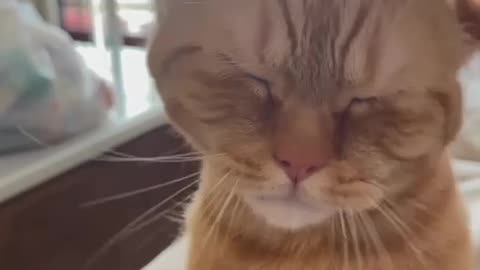 East Indian kitty 😊