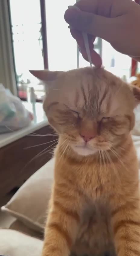 East Indian kitty 😊