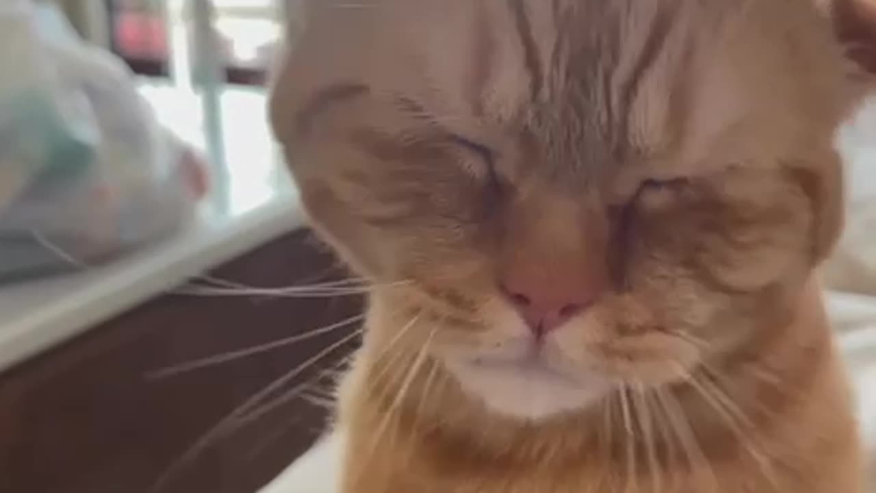 East Indian kitty 😊