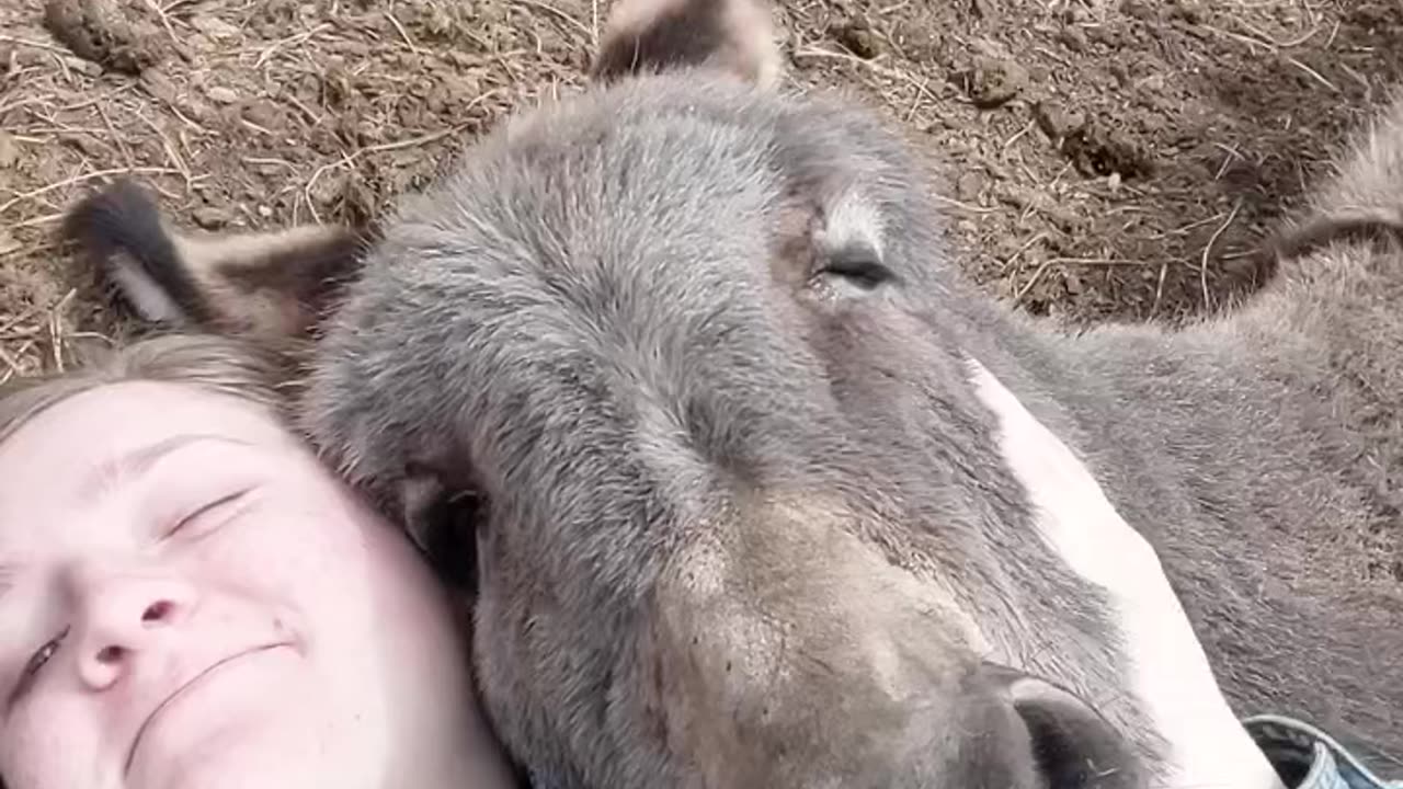 Beautiful animals