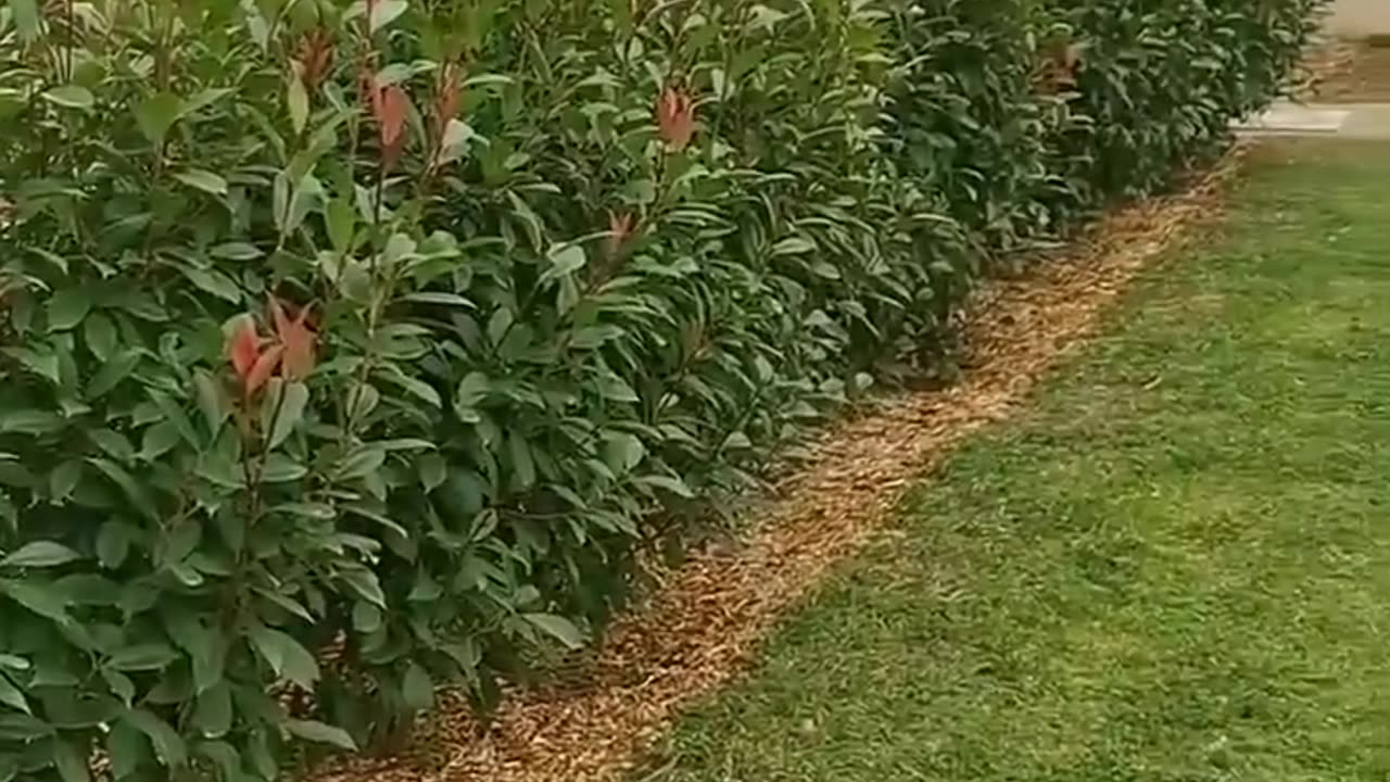 Photinia Red Robin