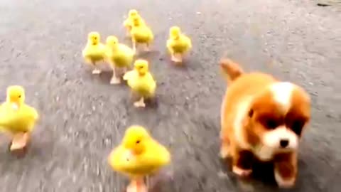 dog and duck rining