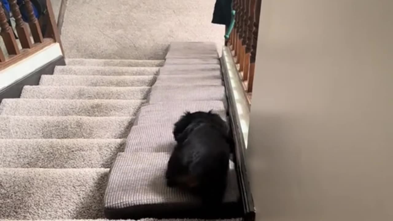 Girlie is hilarious! First attempt on her new# stair wedges!