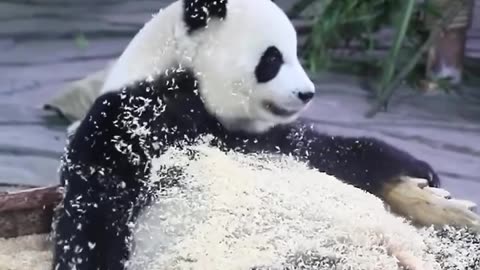 The wood or bamboo shavings are to pandas just like catnip is to cats