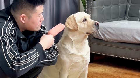 狗子：你这不是欺负狗吗？Dog: Aren't you bullying a dog?