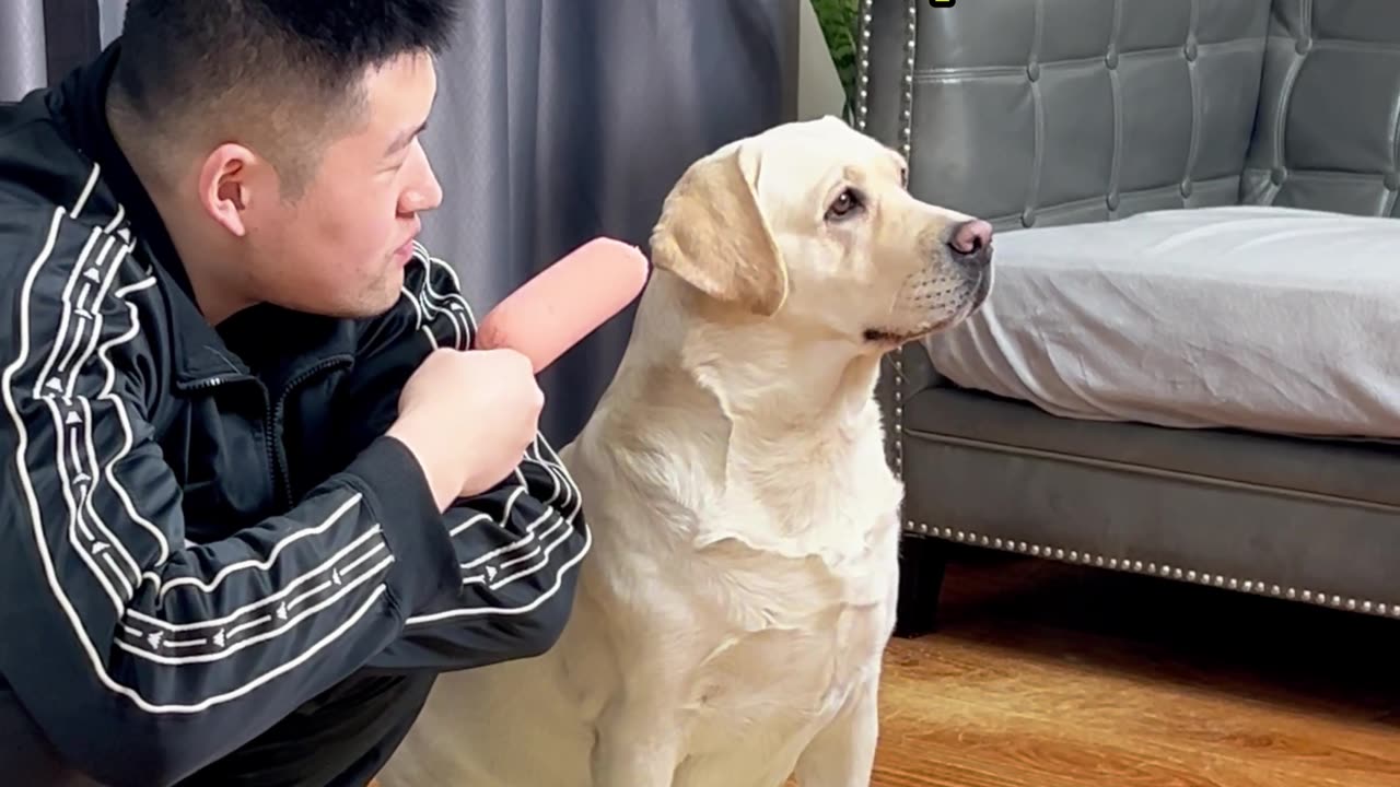 狗子：你这不是欺负狗吗？Dog: Aren't you bullying a dog?