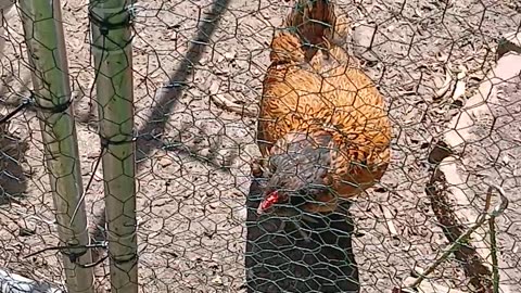 More chickens in coop