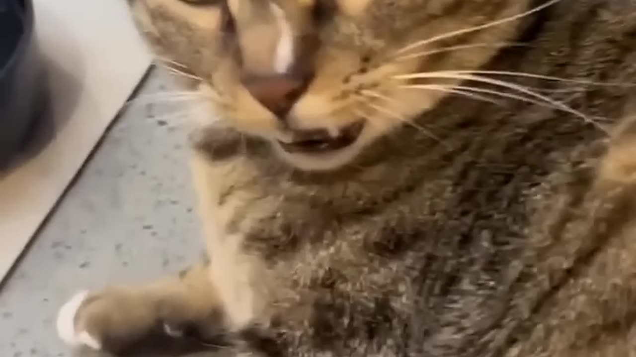 Funny and cute cats kittens
