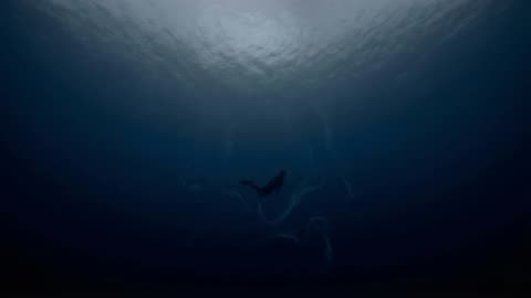 Sinking Into the Dark