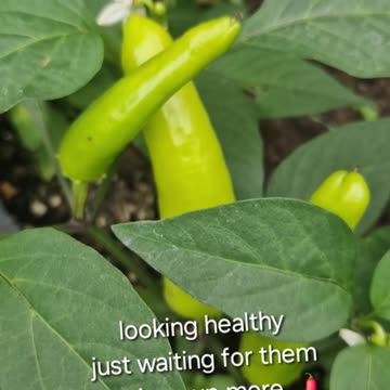 Hot banana chillis are looking spicy 🌶😅