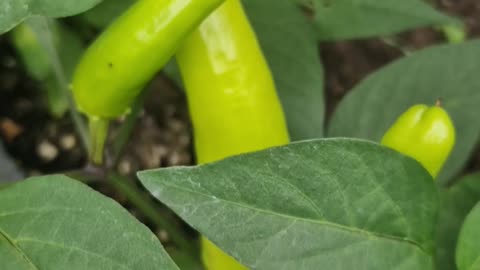 Hot banana chillis are looking spicy 🌶😅