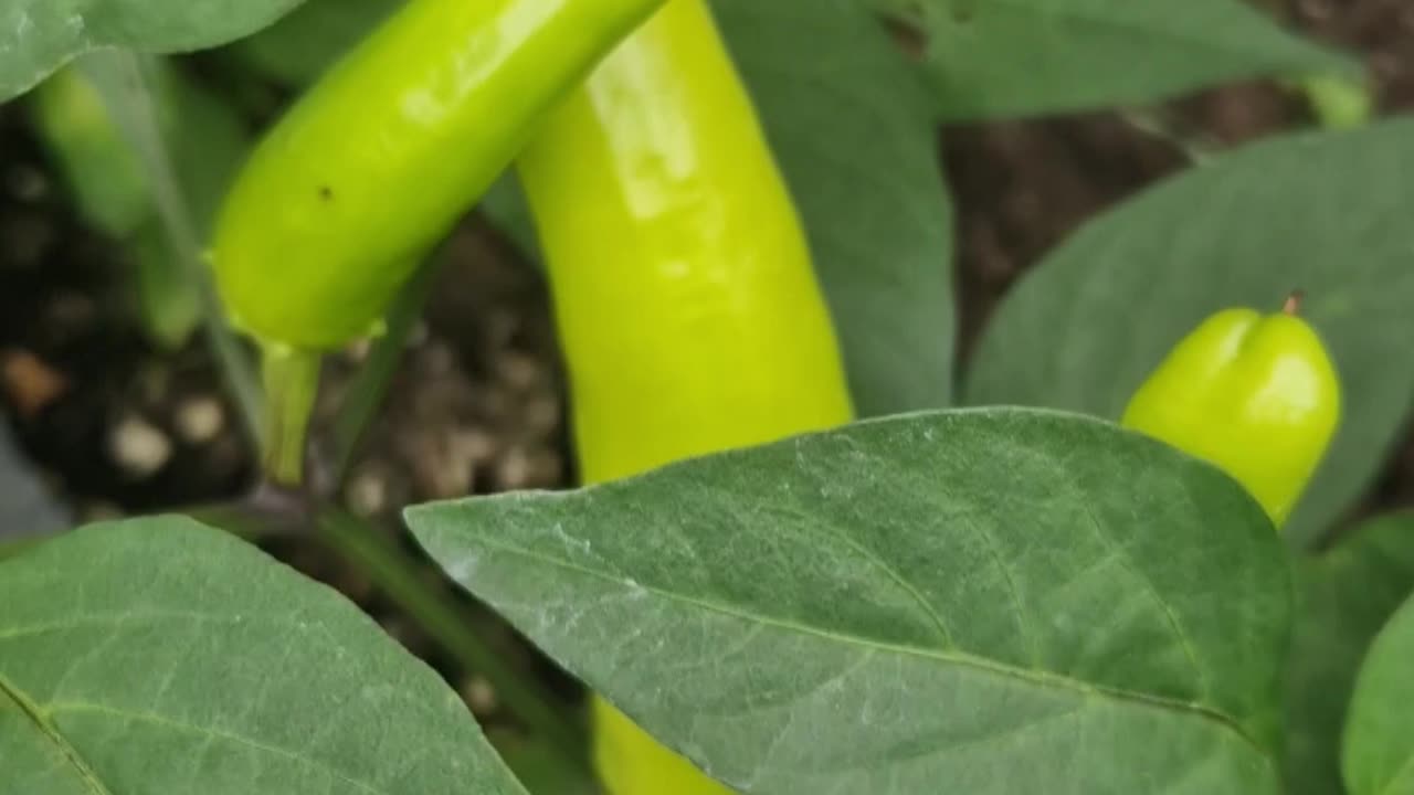 Hot banana chillis are looking spicy 🌶😅