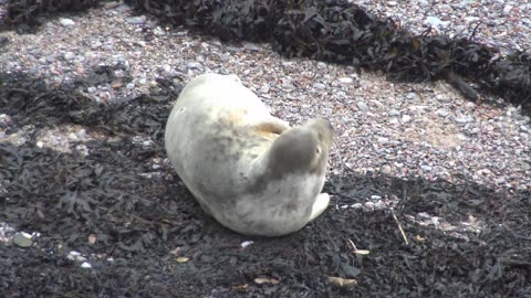 A common Grey Seal spends time at Devils point Plymouth Christmas 2025.