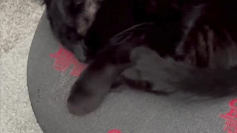 Precious Piper Takes a Rest While Managing the Office - Adopting a Cat from a Shelter Vlog #shorts